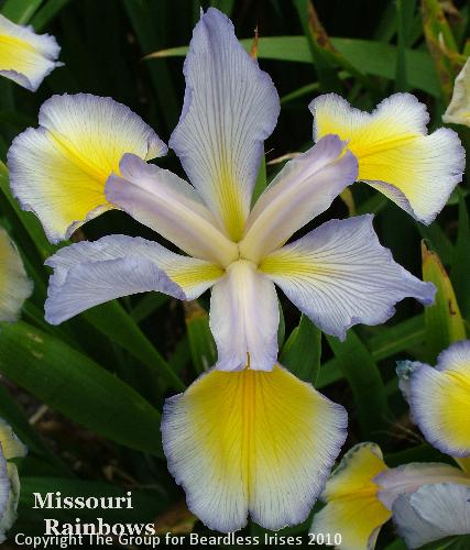 Missouri Rainbows (2)